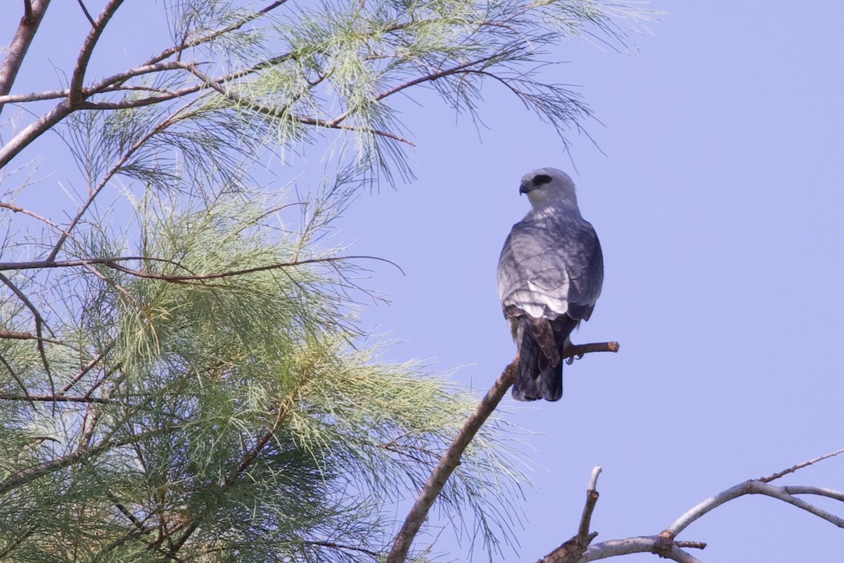 Mississippi Kite - ML637116798