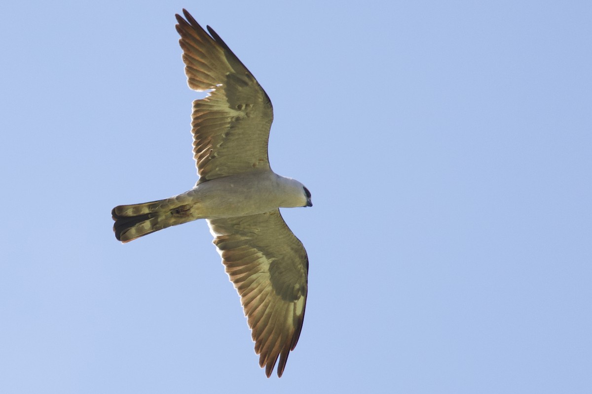 Mississippi Kite - ML637116799