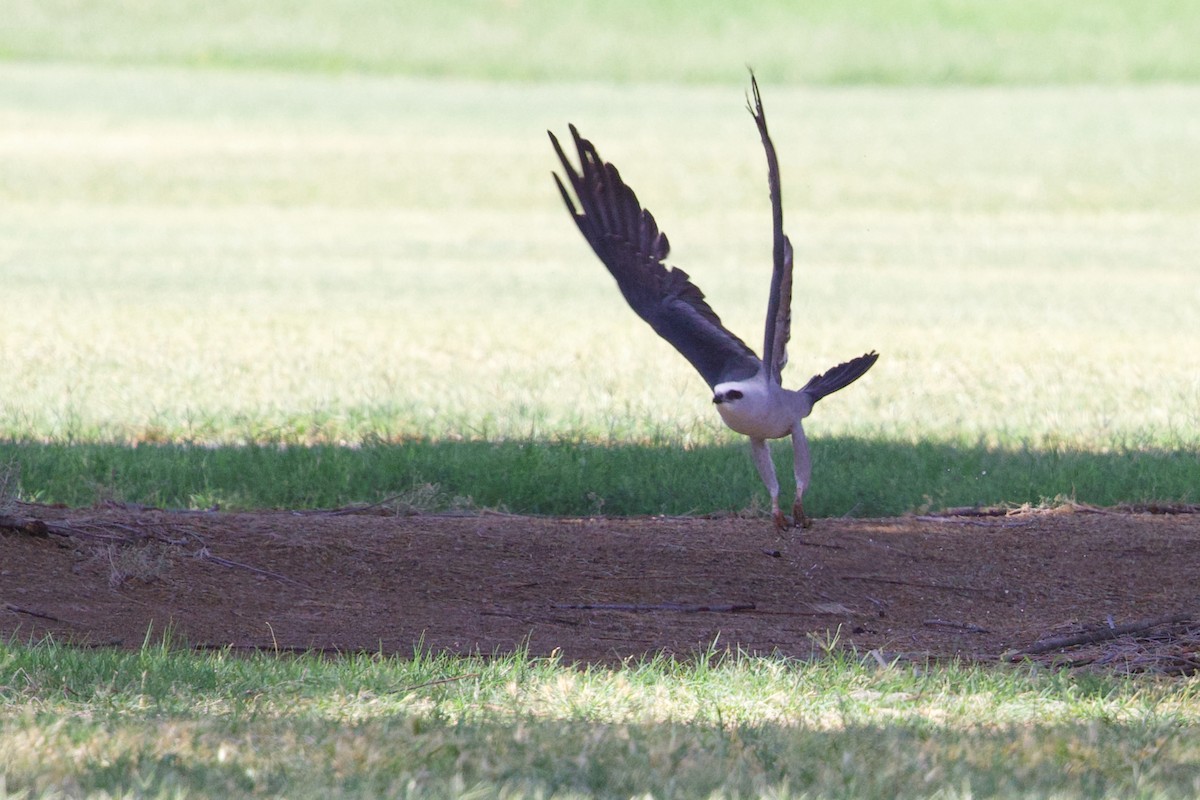 Mississippi Kite - ML637116800