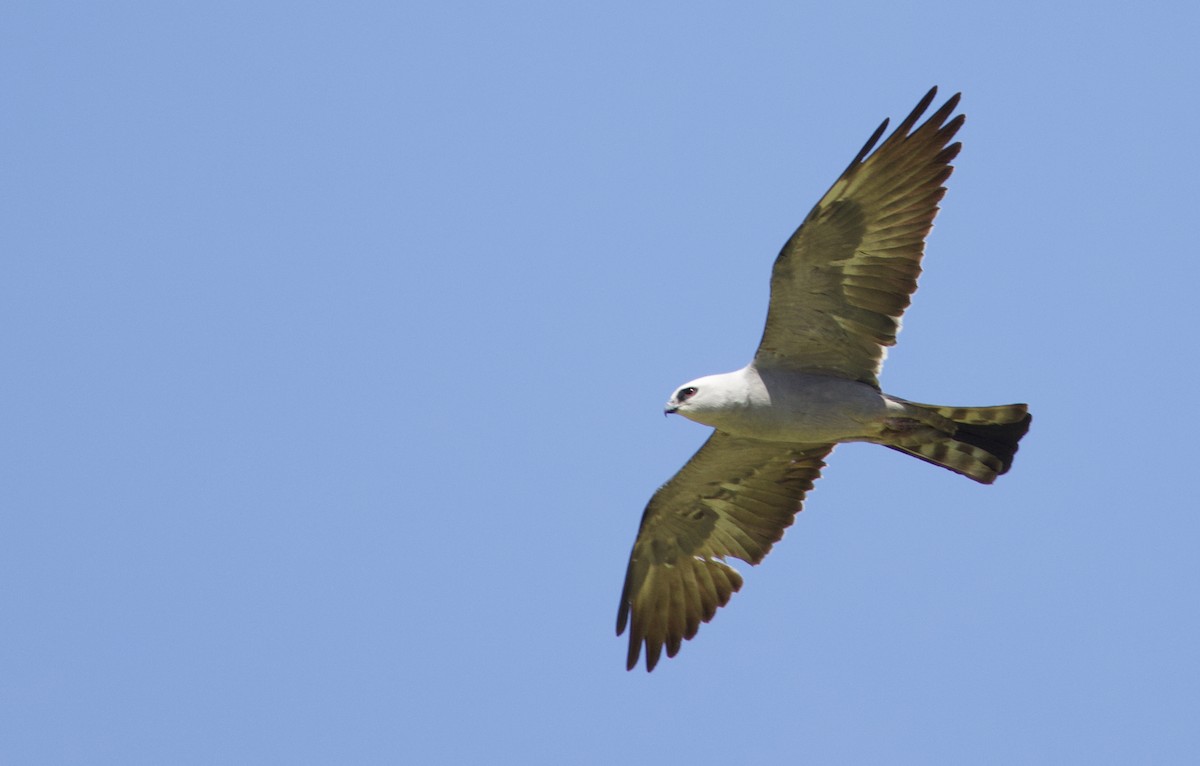 Mississippi Kite - ML637116801