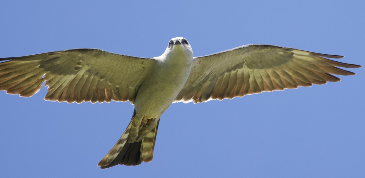 Mississippi Kite - ML637116802