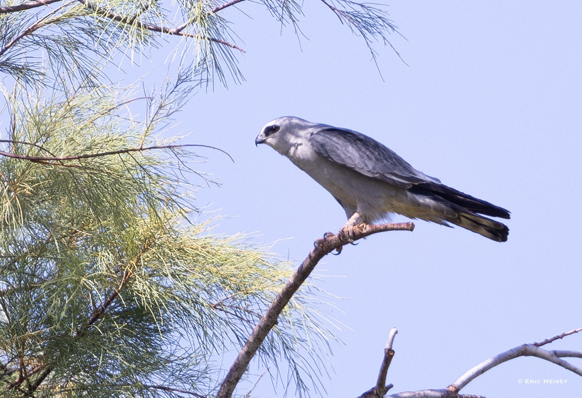 Mississippi Kite - ML637116807