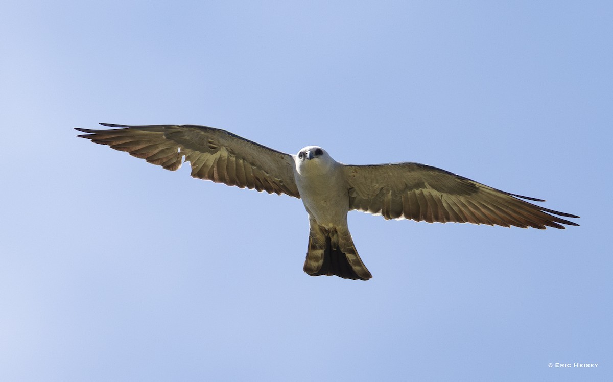 Mississippi Kite - ML637116808