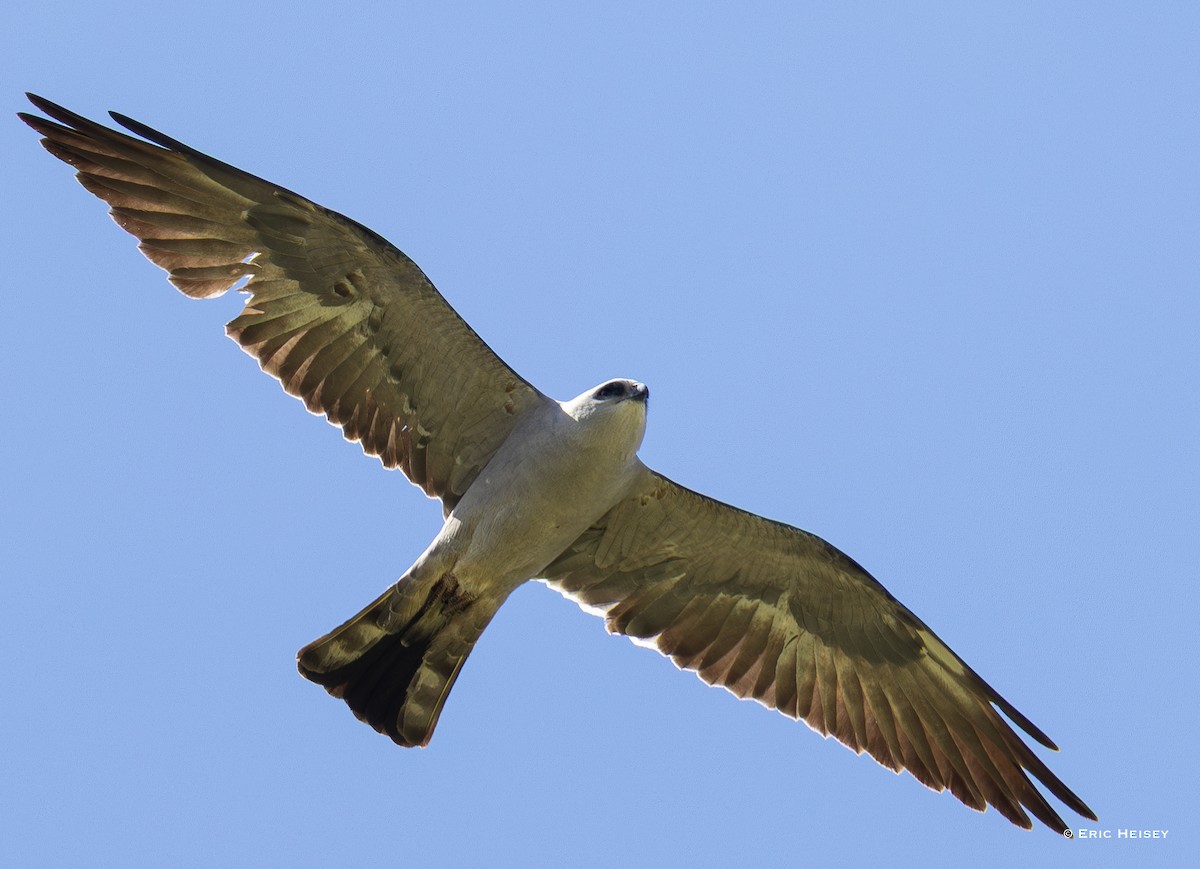 Mississippi Kite - ML637116809