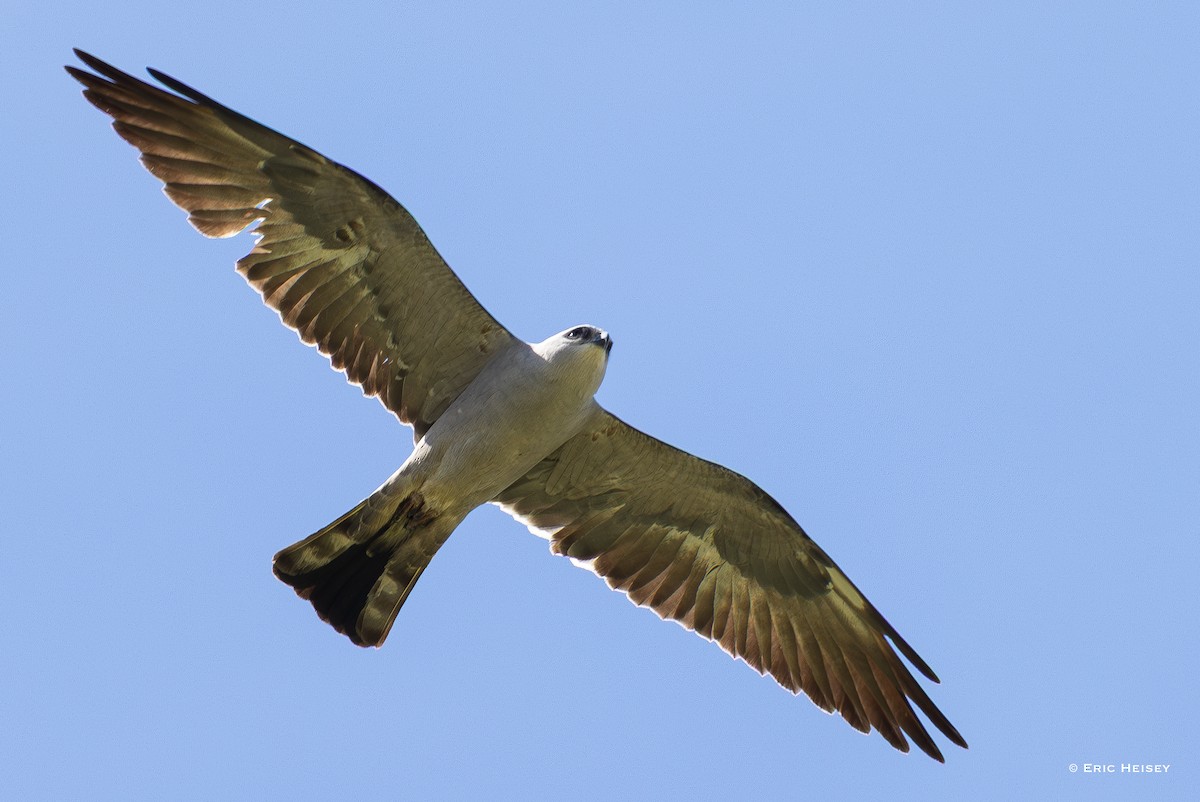 Mississippi Kite - ML637116810