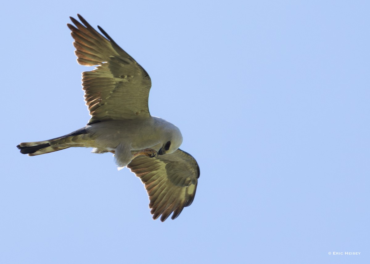 Mississippi Kite - ML637116811