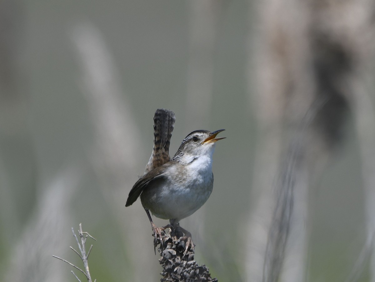 Marsh Wren - ML637116818