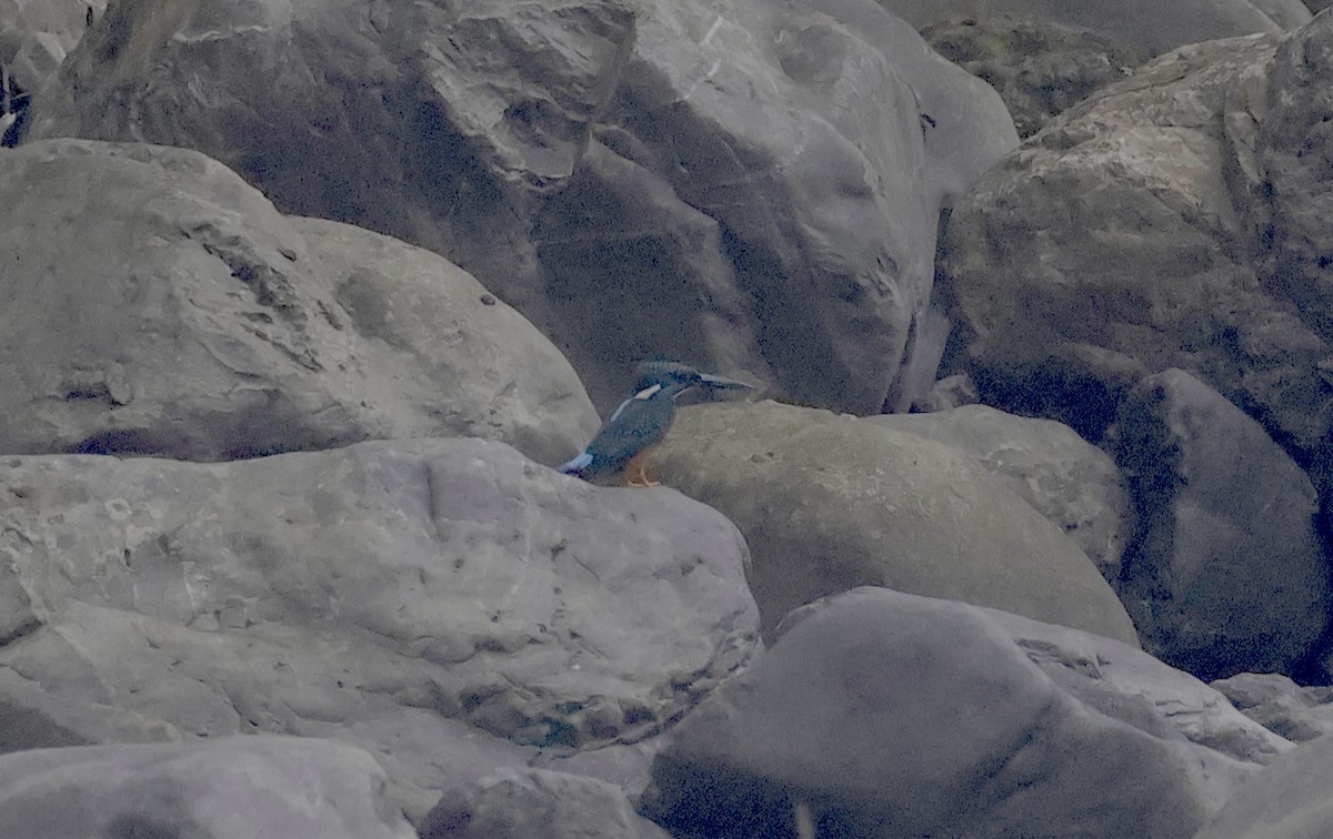 Blyth's Kingfisher - ML637116864