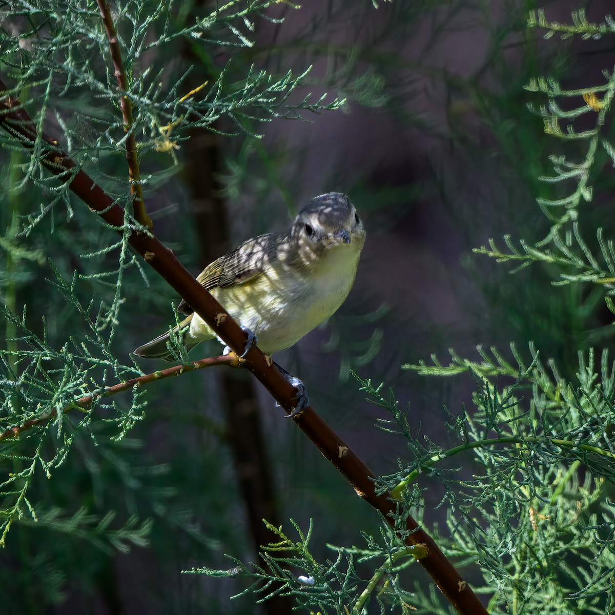Warbling Vireo - ML637116912