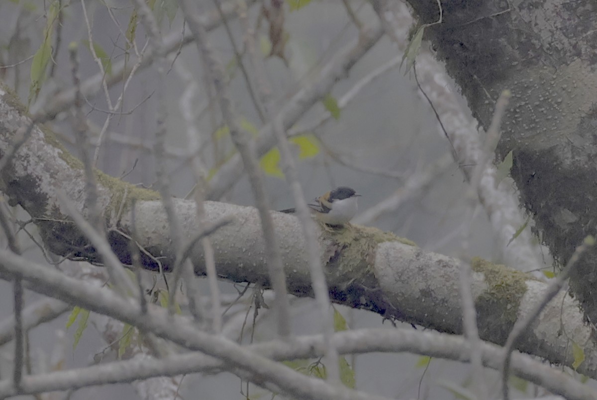 Black-headed Shrike-Babbler - ML637116929