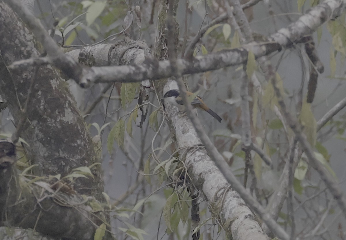 Black-headed Shrike-Babbler - ML637116930