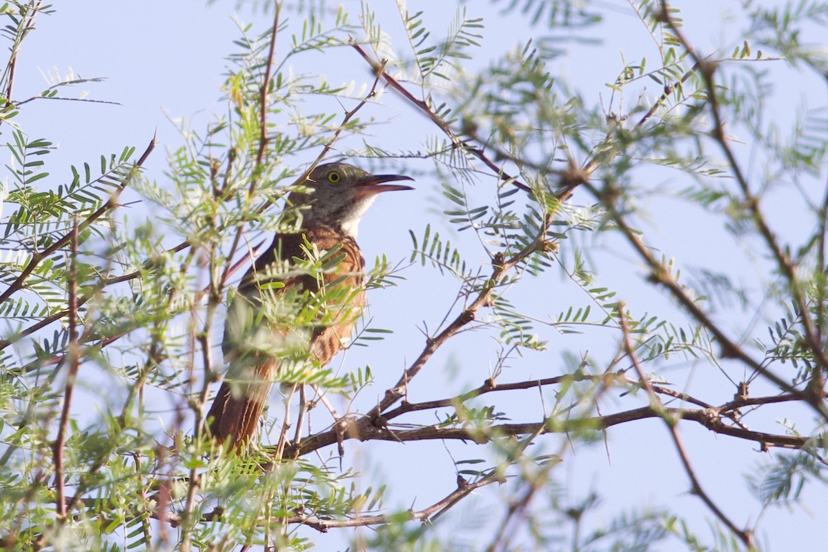 Brown Thrasher - ML637116969