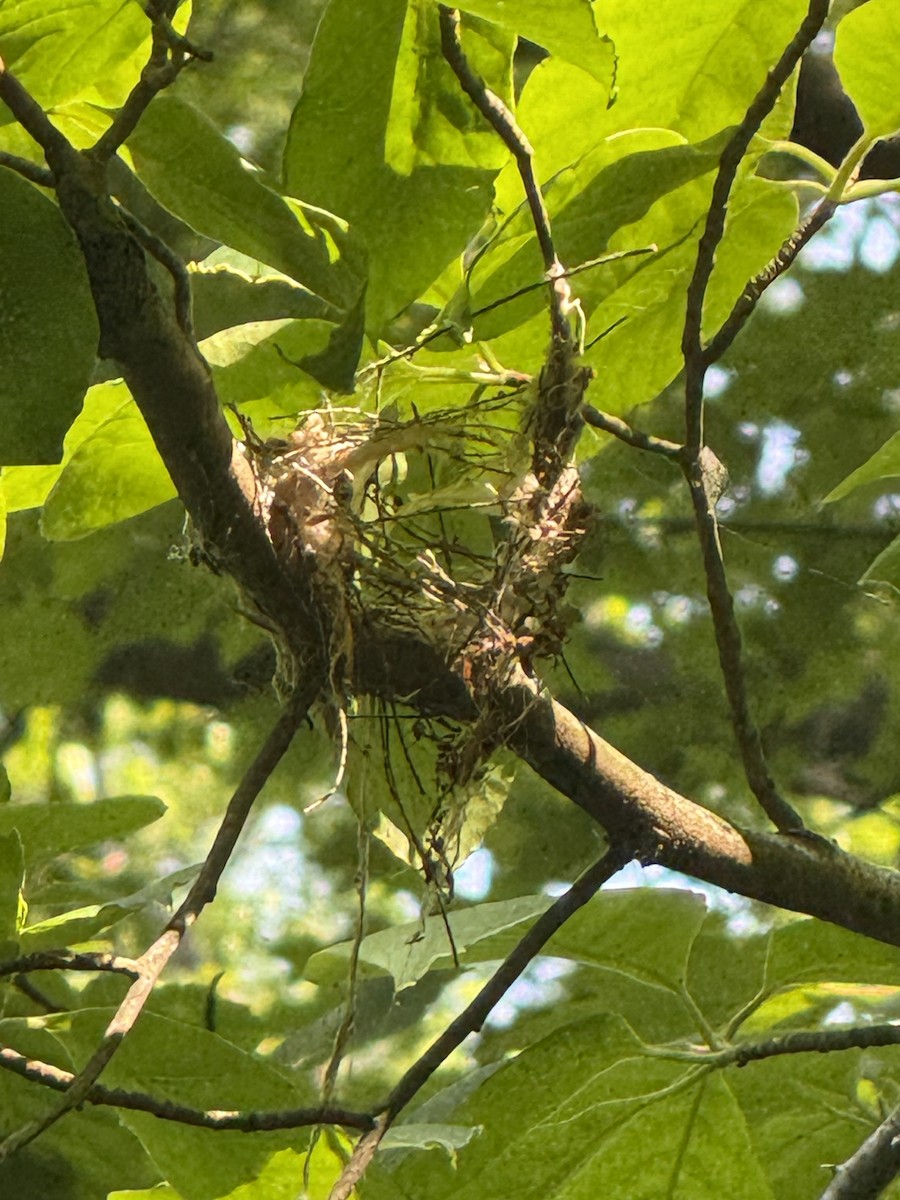 Acadian Flycatcher - ML637116979