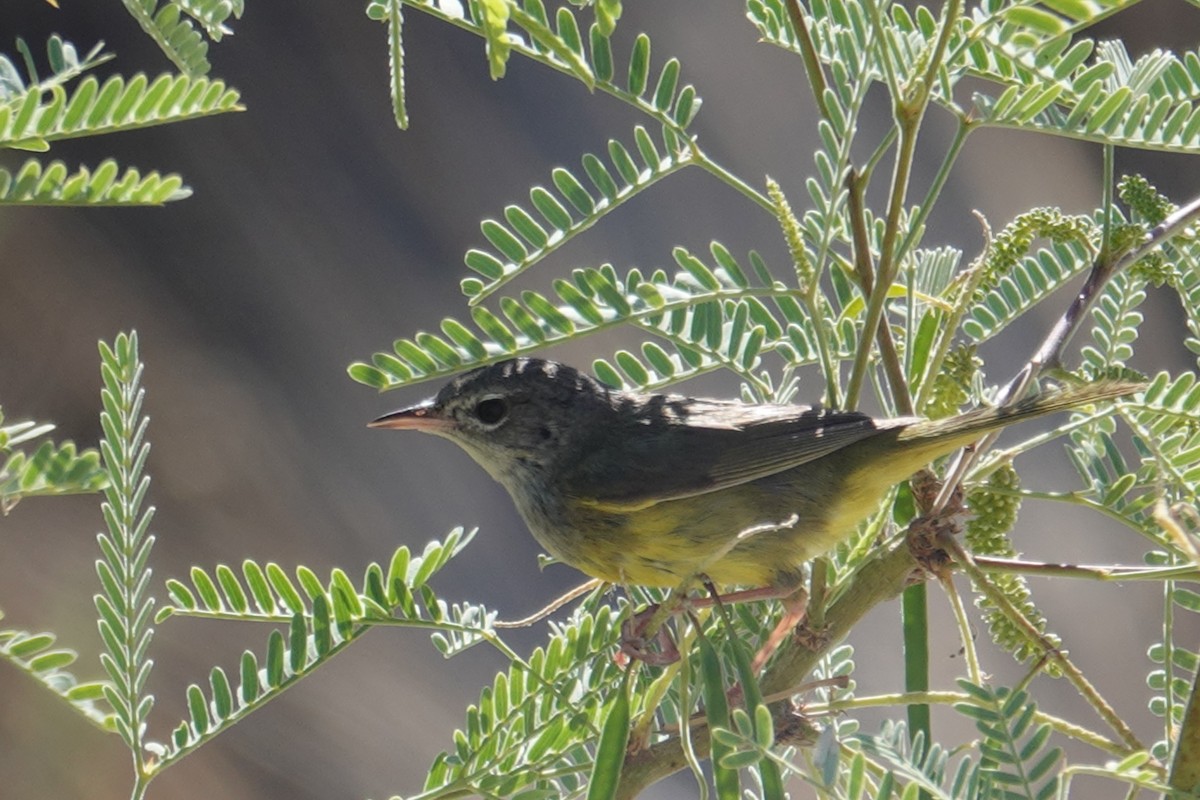 MacGillivray's Warbler - ML637117005