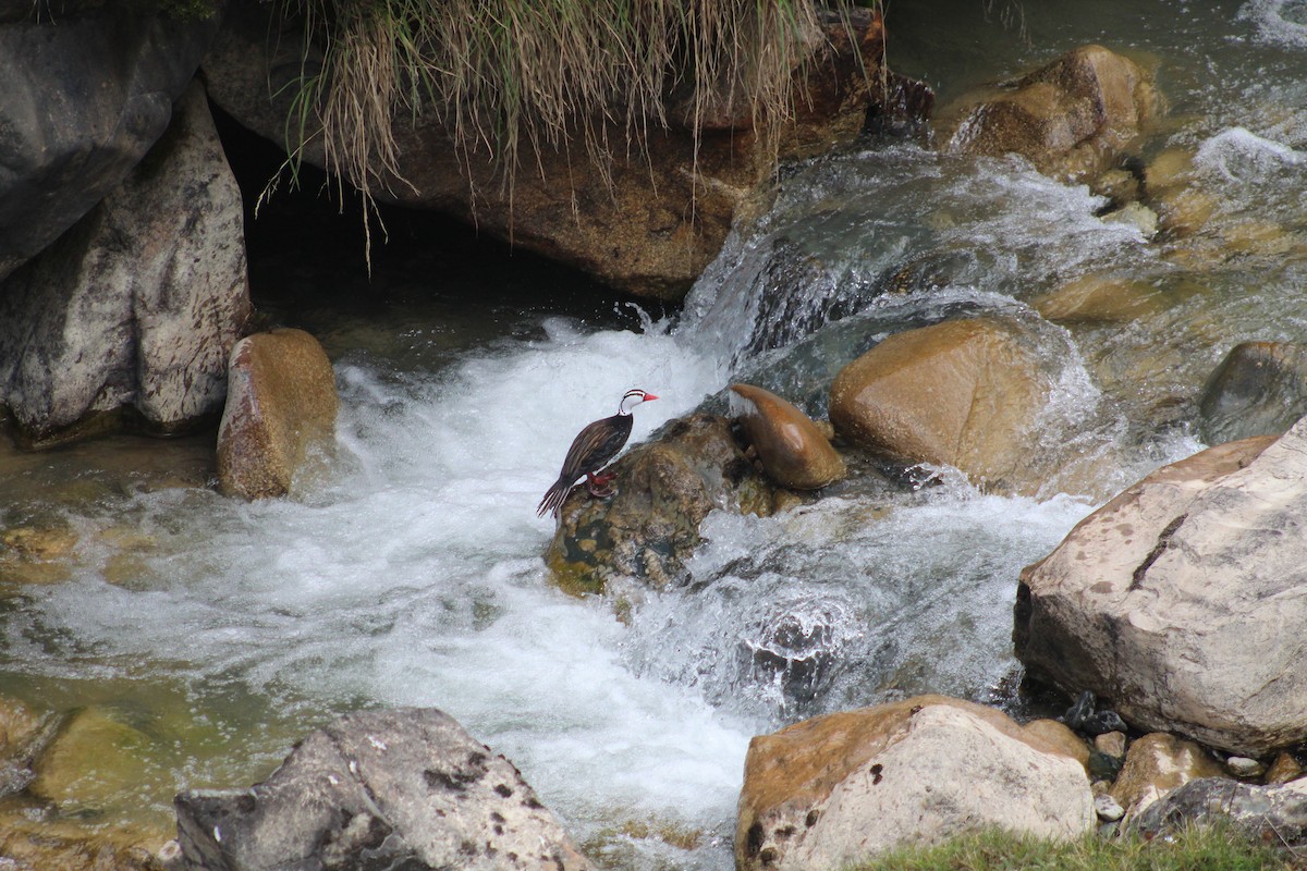 Torrent Duck - ML637117011