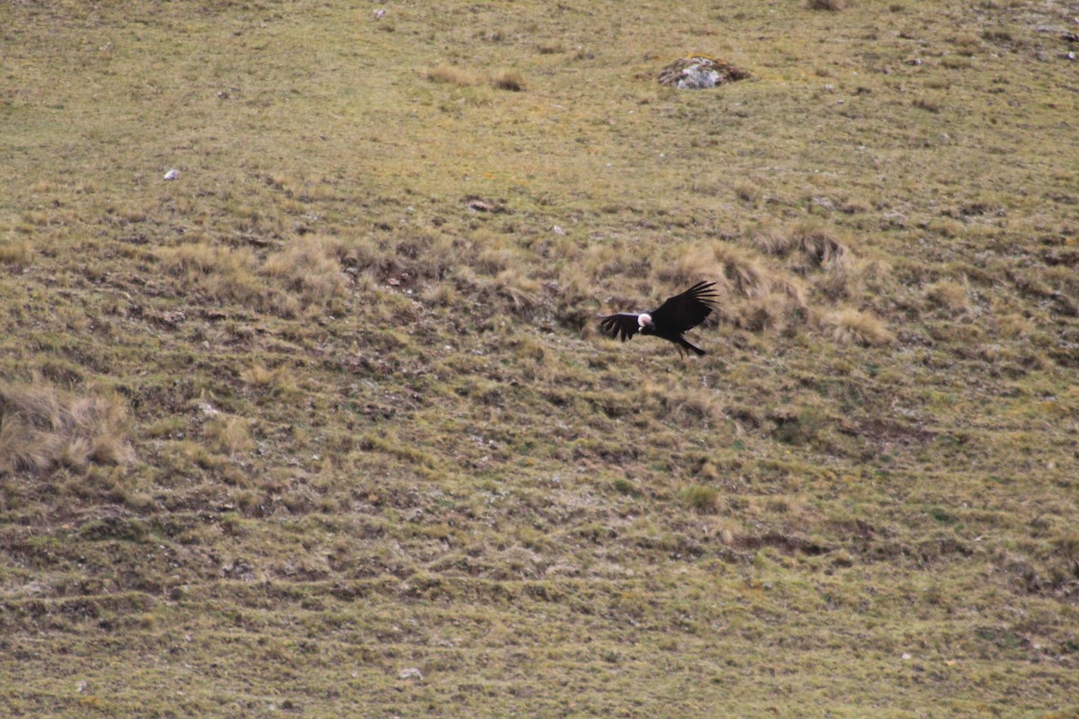 Andean Condor - ML637117021