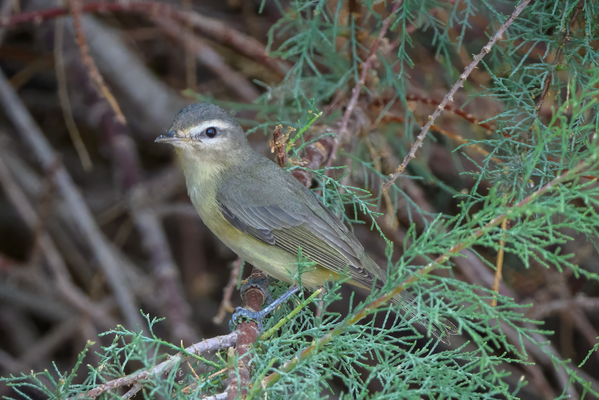 Warbling Vireo - ML637117060