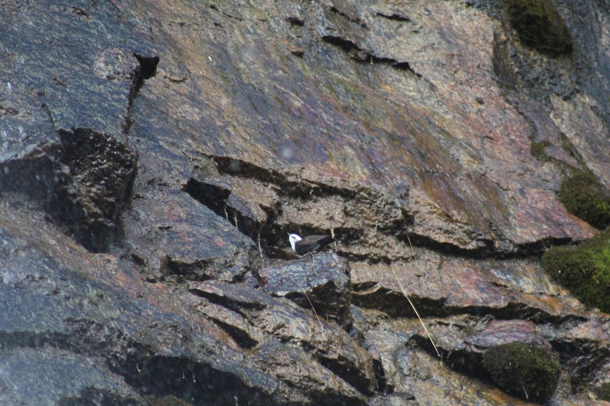 White-capped Dipper - ML637117077