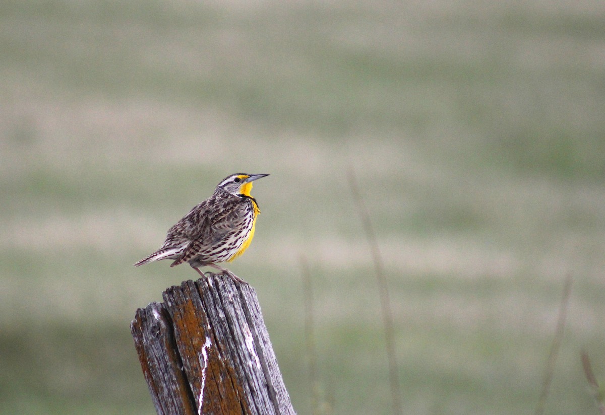 Western Meadowlark - ML637117165