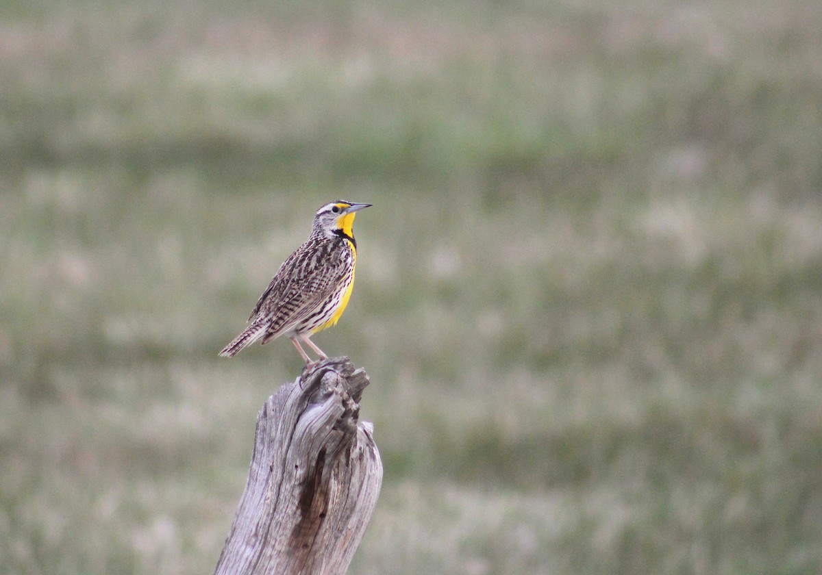 Western Meadowlark - ML637117167