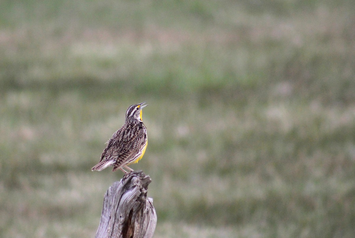 Western Meadowlark - ML637117168