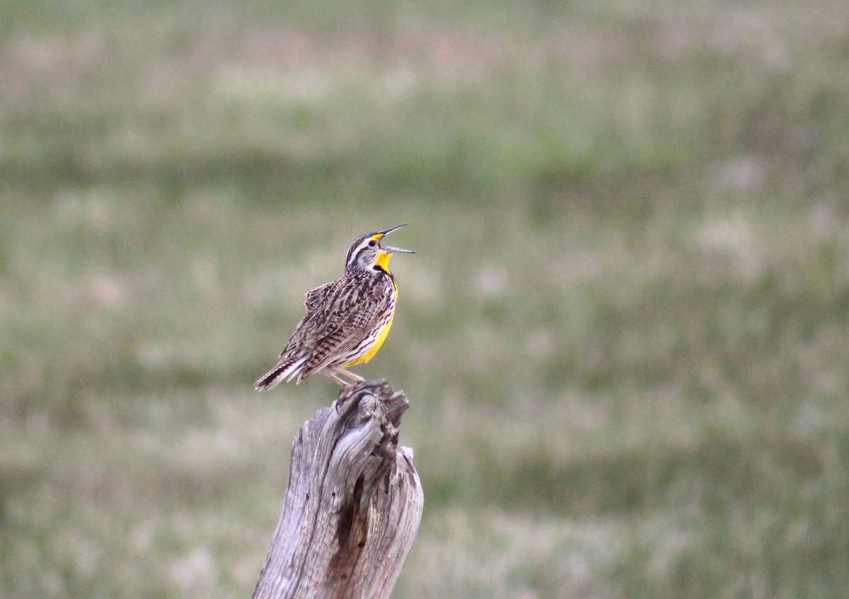 Western Meadowlark - ML637117169