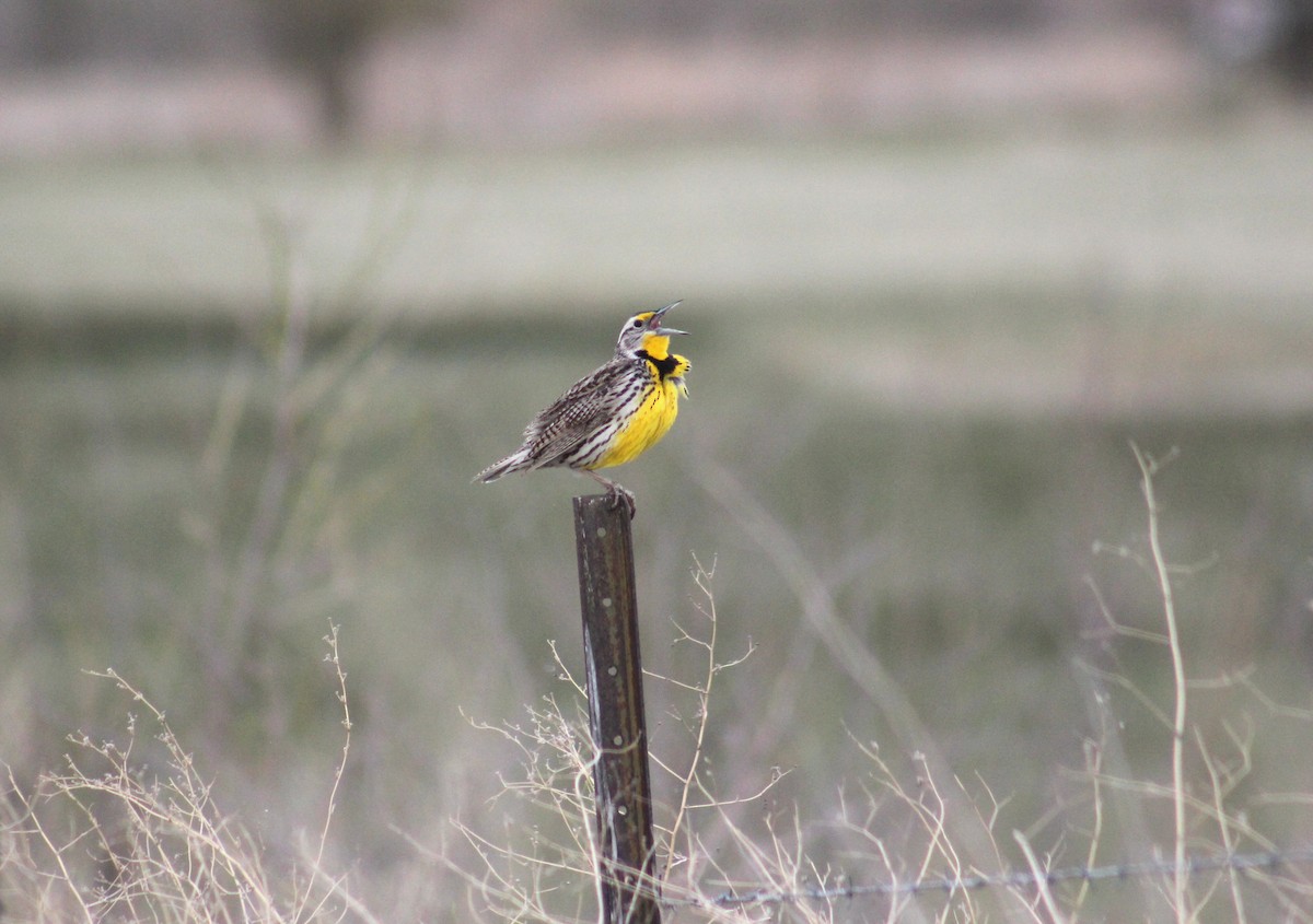 Western Meadowlark - ML637117170