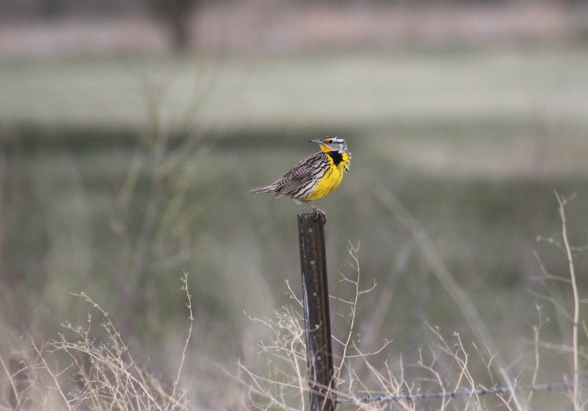 Western Meadowlark - ML637117171