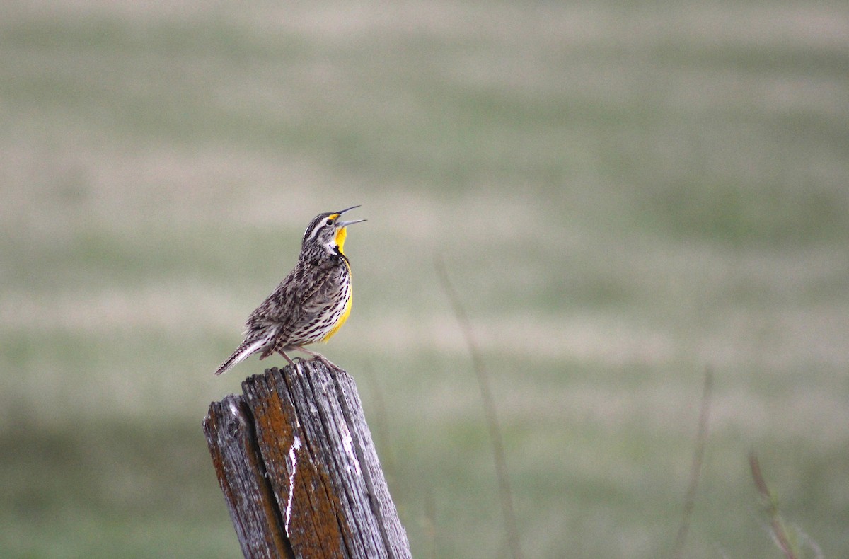 Western Meadowlark - ML637117172