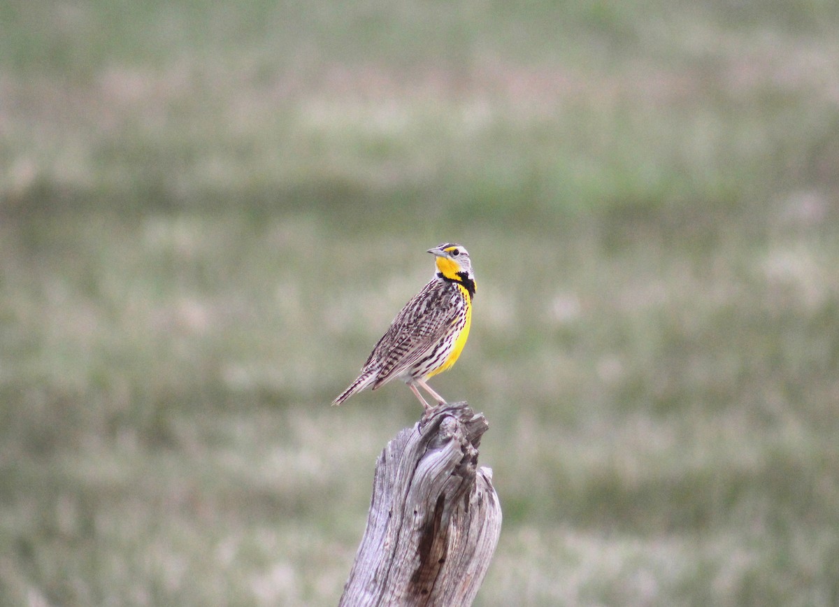 Western Meadowlark - ML637117173