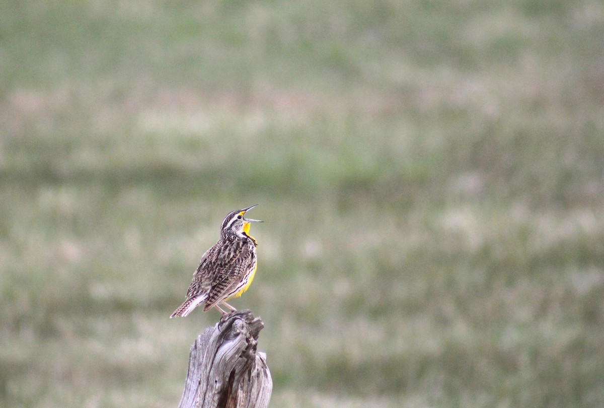 Western Meadowlark - ML637117174