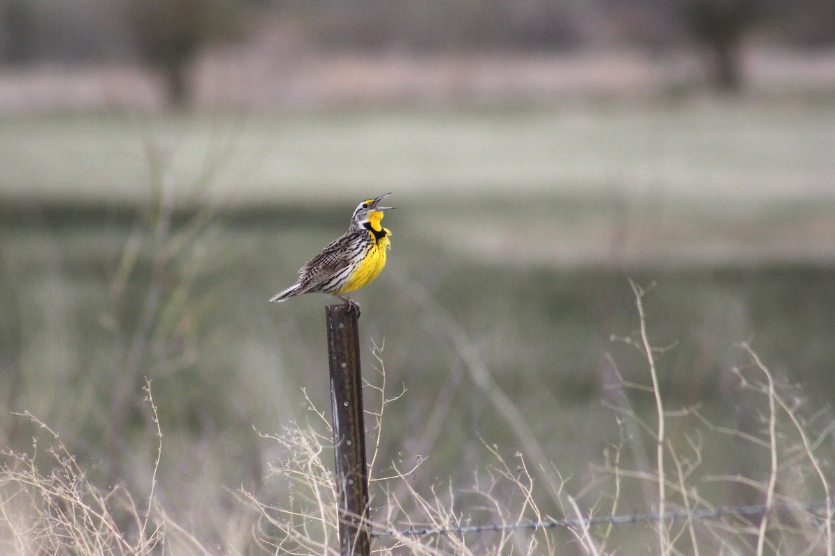 Western Meadowlark - ML637117175