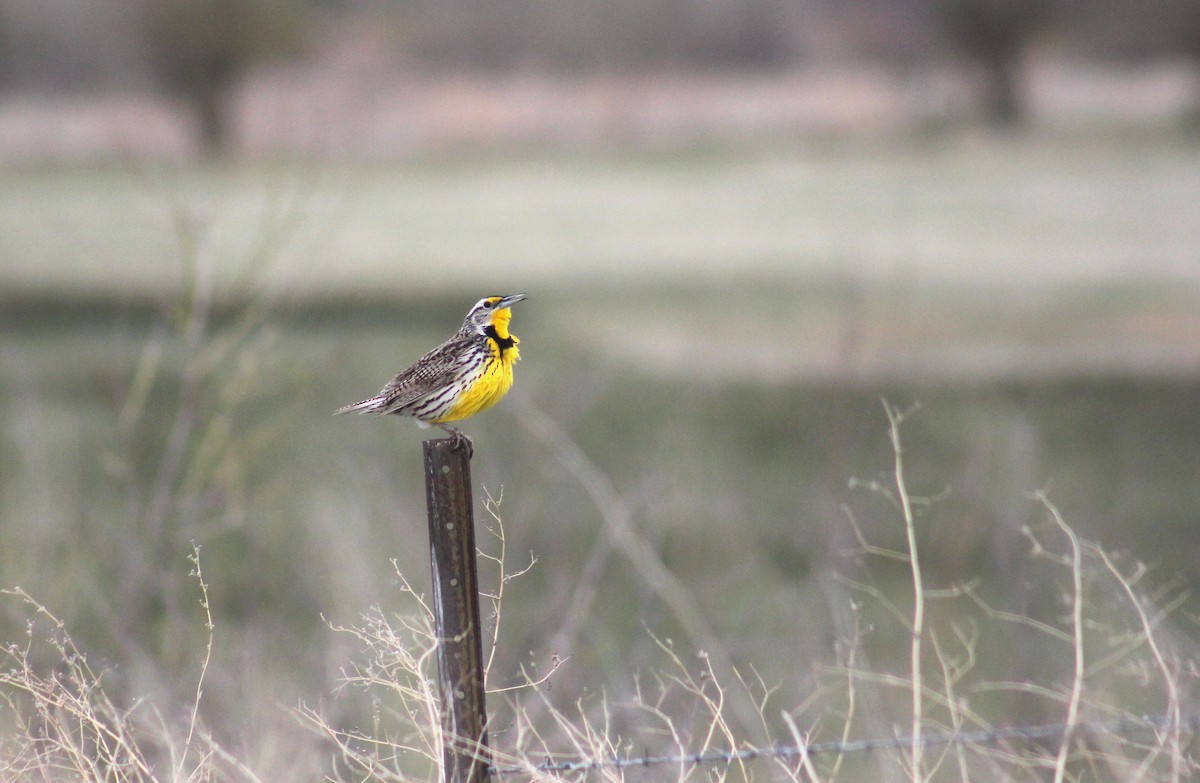 Western Meadowlark - ML637117176