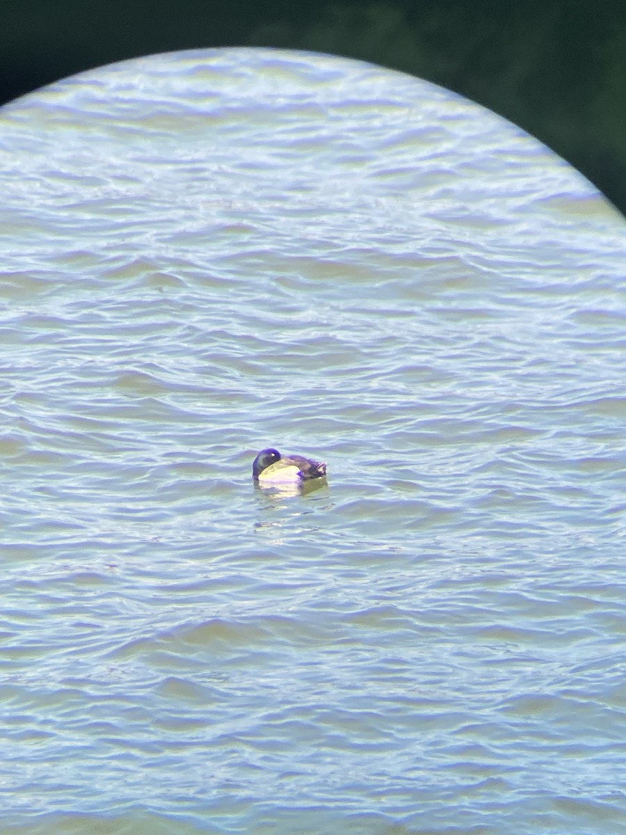 Lesser Scaup - ML637117182