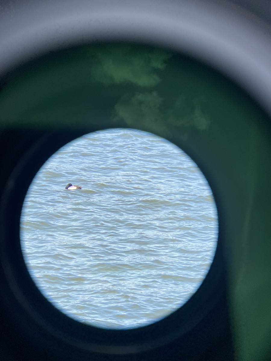 Lesser Scaup - ML637117183