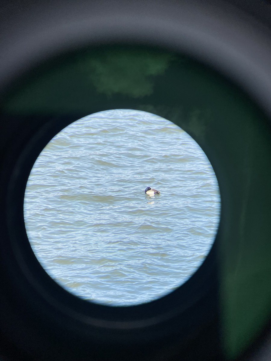 Lesser Scaup - ML637117184