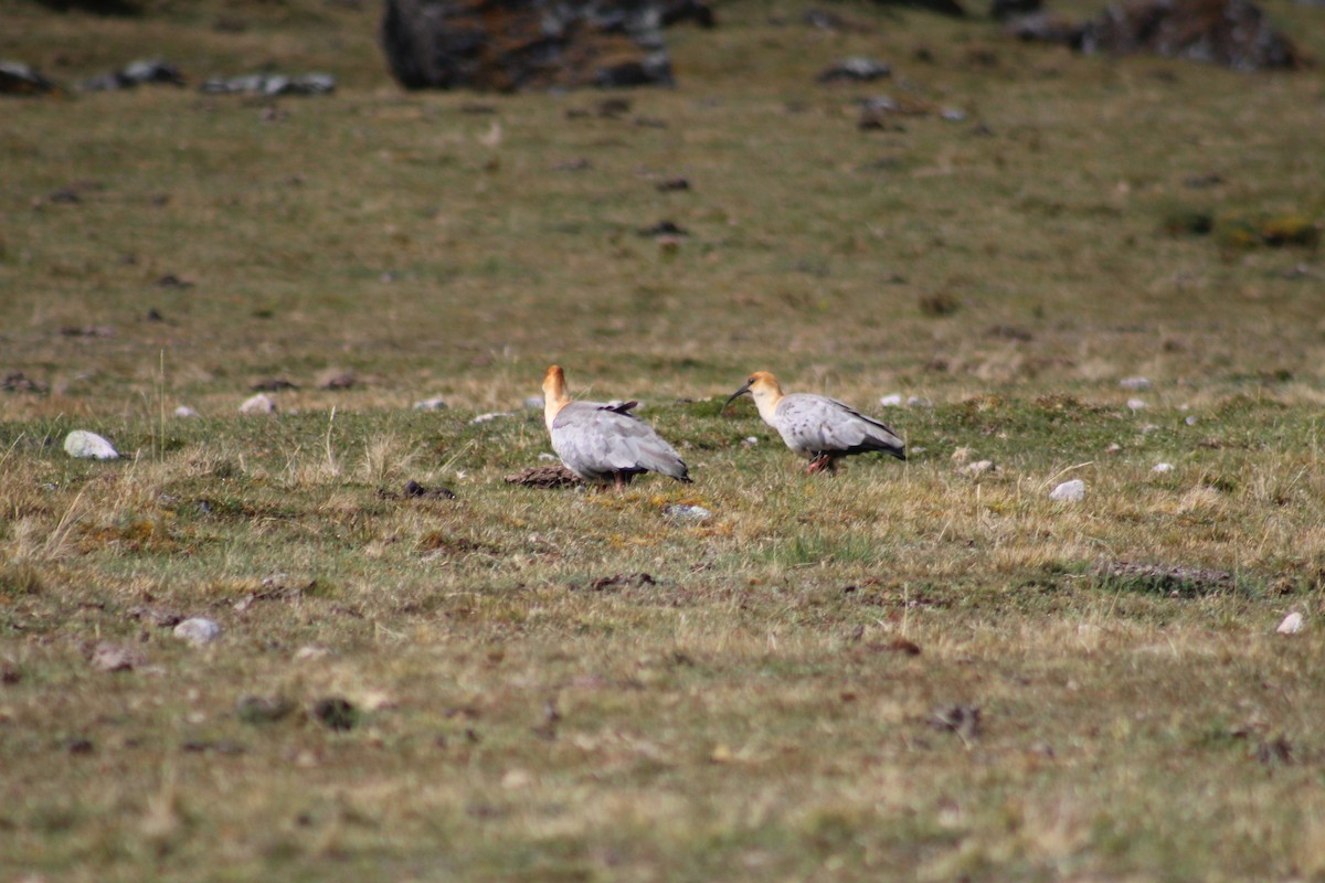 Andean Ibis - ML637117201