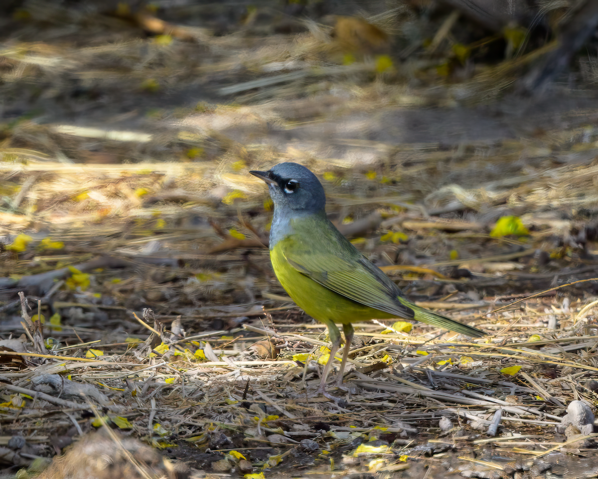 MacGillivray's Warbler - ML637117223