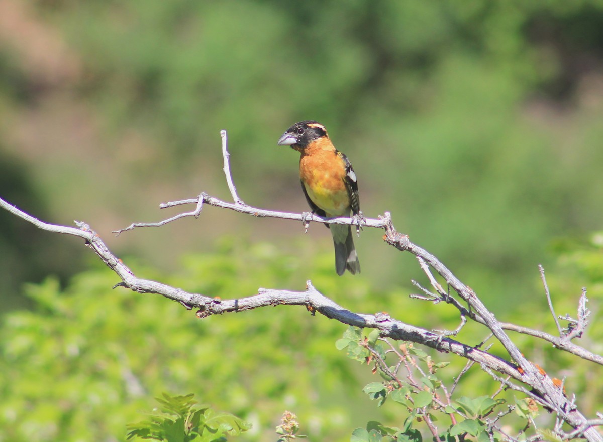 Black-headed Grosbeak - ML637117263