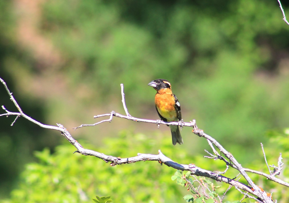 Black-headed Grosbeak - ML637117264