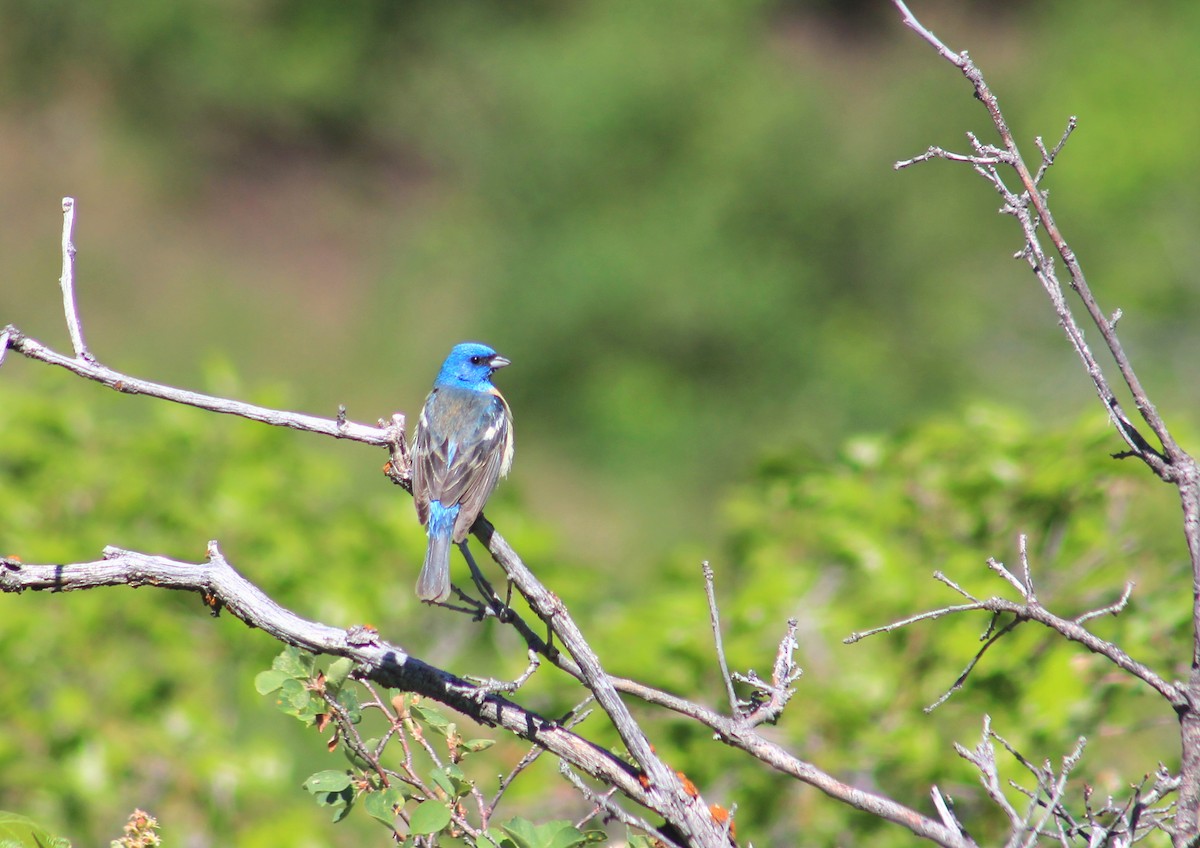 Lazuli Bunting - ML637117273