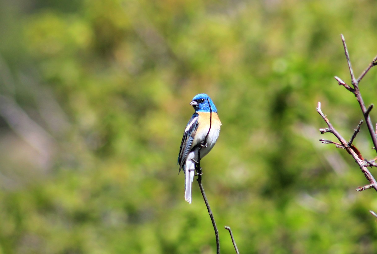 Lazuli Bunting - ML637117274