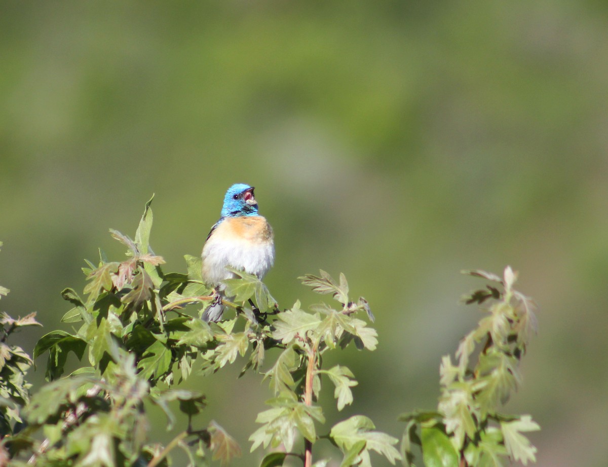 Lazuli Bunting - ML637117275