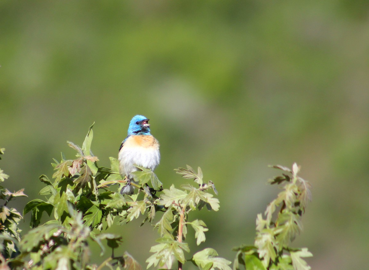 Lazuli Bunting - ML637117276