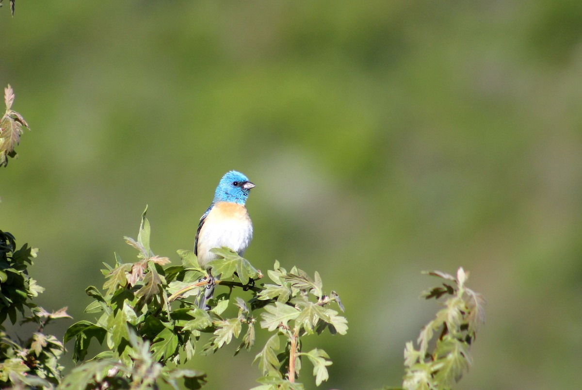 Lazuli Bunting - ML637117277