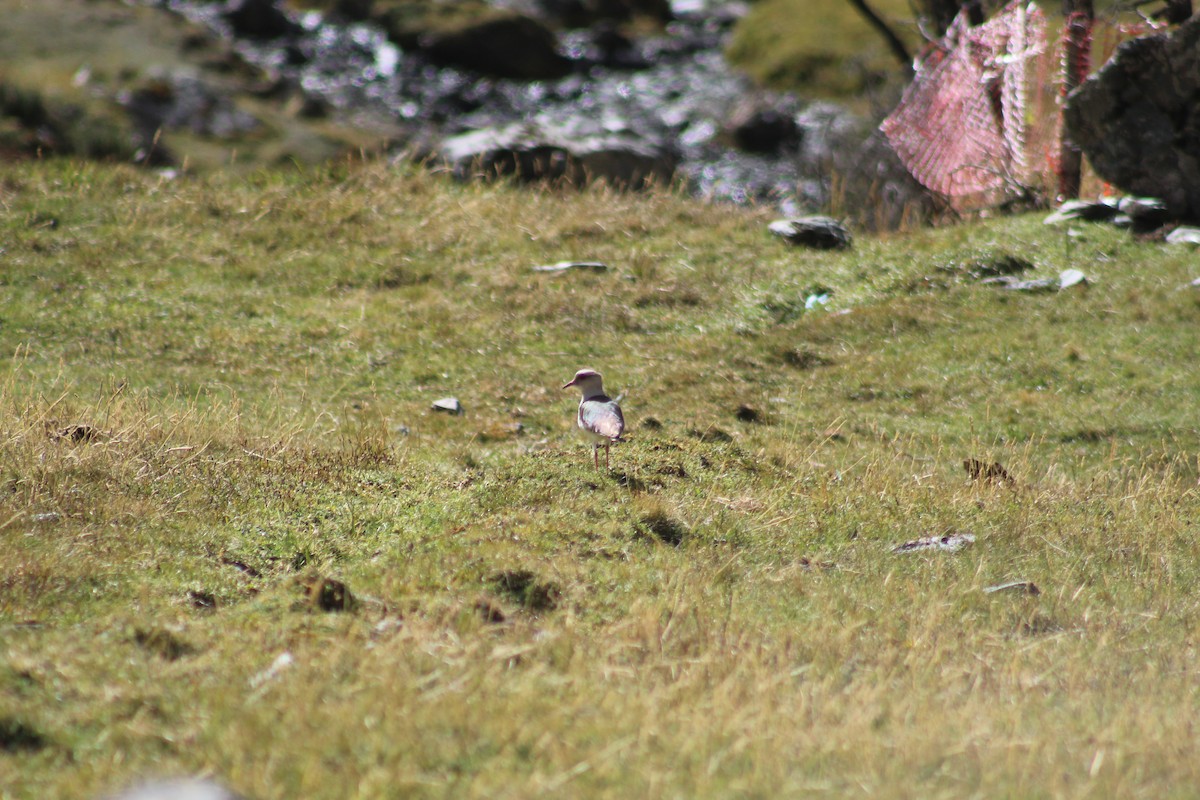Andean Lapwing - ML637117339