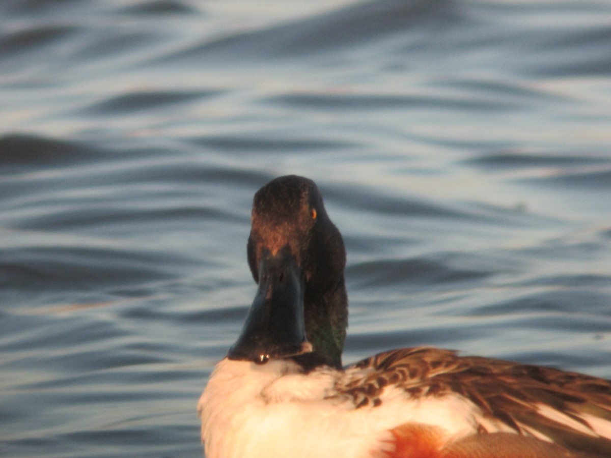Northern Shoveler - ML637117371