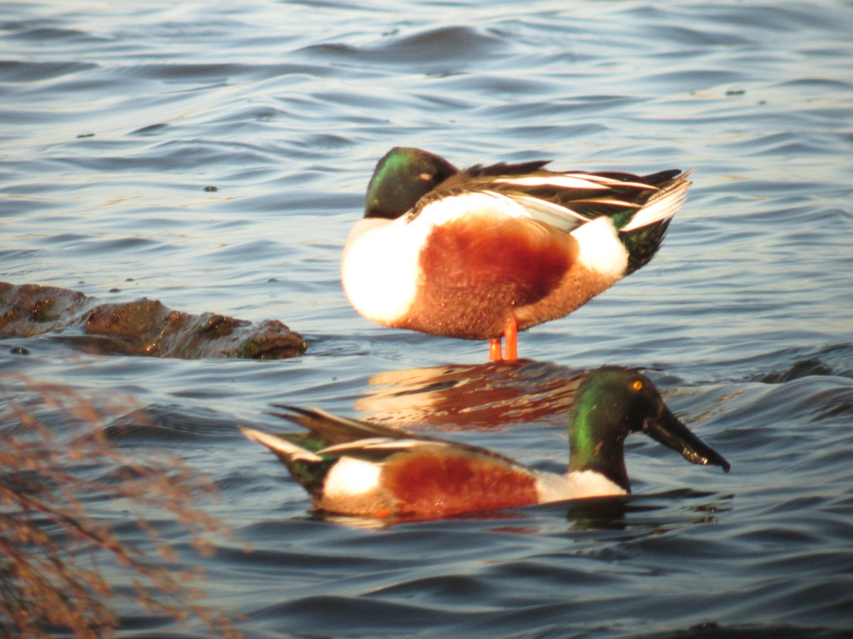 Northern Shoveler - ML637117372