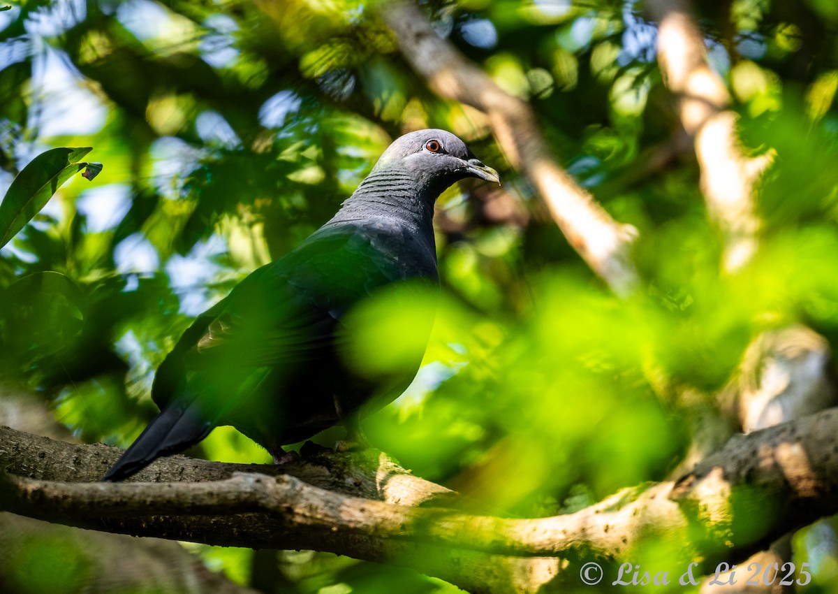 Black Wood-Pigeon - ML637117396