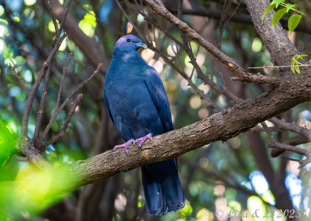 Black Wood-Pigeon - ML637117397